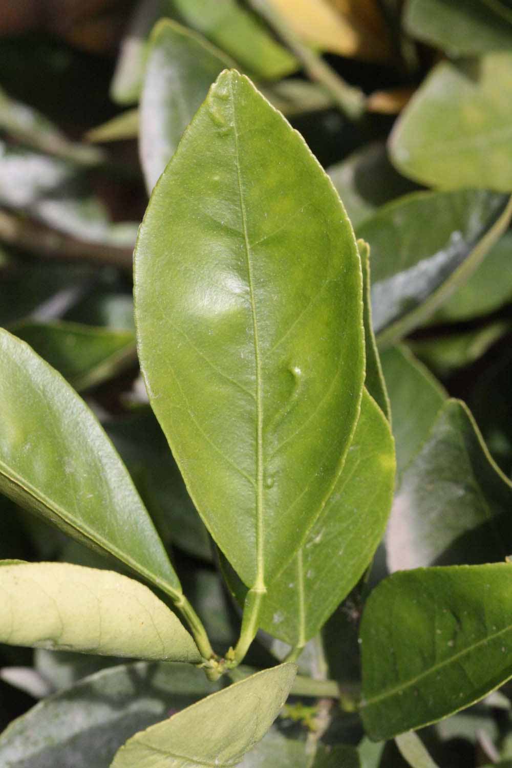              Unifoliolate leaf (Frost Navel, Riverside,   CA)       